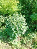 IMG_20250805_101135_697.jpg