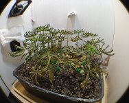 IMG_20250809_200534.jpg