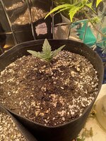 IMG_1627.jpeg