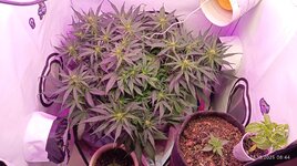 IMG_20251028_084447.jpg