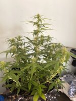 IMG_2603.jpeg
