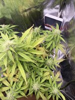 IMG_2625.jpeg