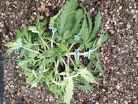 IMG_20260118_014206_110.jpg