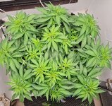 IMG_1151.jpeg