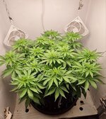IMG_1154.jpeg