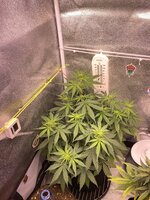 IMG_5593.jpeg