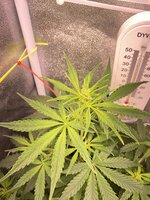IMG_5594.jpeg