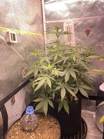 IMG_5595.jpeg
