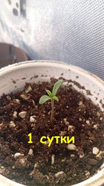 1 сут (2).jpg