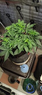 IMG_20260527_233650.jpg
