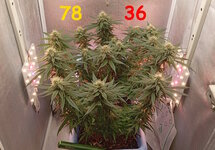 78-36 сут (3).jpg