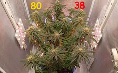 80-38 сут (3).jpg