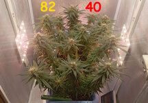 82-40 сут (1).jpg