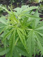IMG_20260621_000443_355.jpg