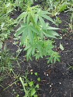 IMG_20260620_235818_914.jpg