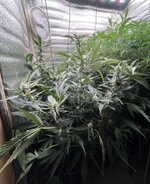 5 — копия.JPG