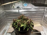 IMG_20260626_085043_724.jpg