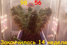 98-56 сут (1).jpg
