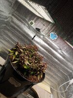 IMG_20260705_200319_742.jpg