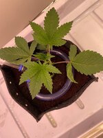 IMG_4829.jpeg