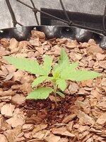 IMG_20260804_165553.jpg
