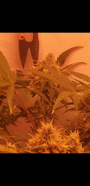 S31018-211717.png
