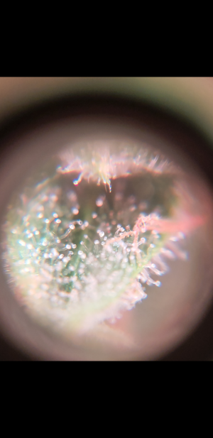 S31019-225544.png