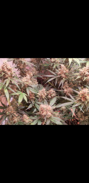 S31025-213051.png