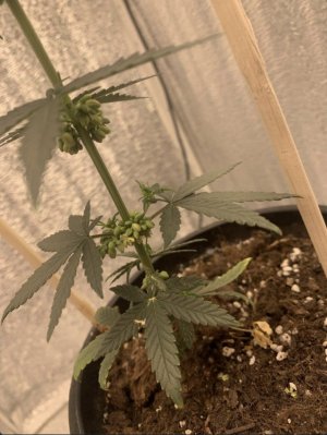 IMG_7422.jpeg