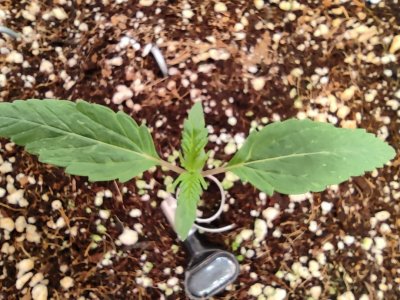 IMG_20240402_183616.jpg