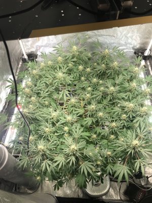 A3C61C90-8345-4035-A53F-2EF849145159.jpeg